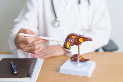 doctor pointing to liver anatomy model