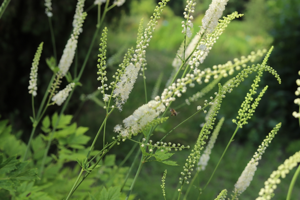 black cohosh flower