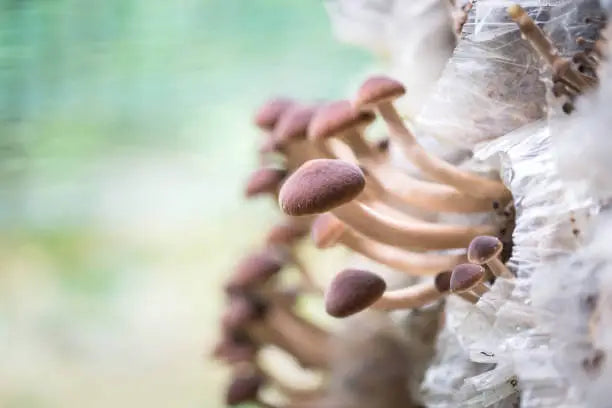 Shroom Boom: Why Medicinal Mushrooms Are the New Superstars of Wellness