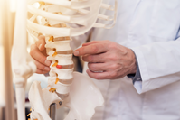 doctor pointing at vertebrae on model of a human skeleton